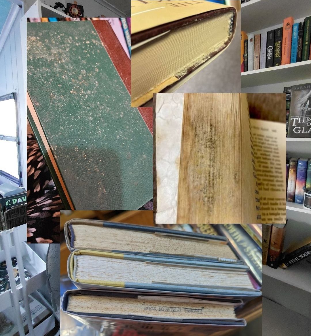 Book Mold Explained: Causes, Signs, and Prevention